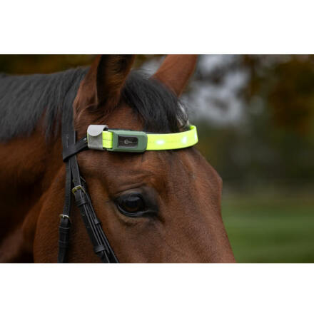 Pannband f�r h�st LED Kerbl