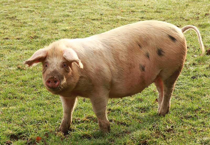 LG Produkter AB - Vi följer inte strömmen - Vi leder den...